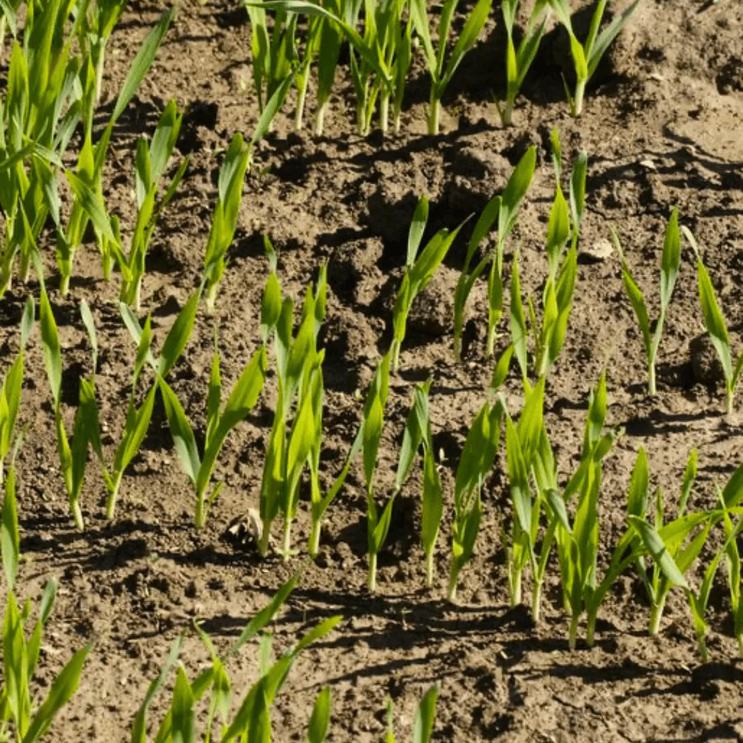 Fall Rye Cover Crops | West Coast Seeds