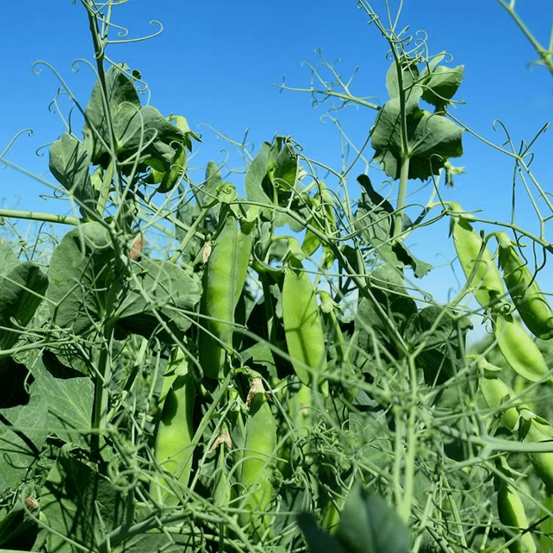 Winter Field Peas Certified Organic Seeds | West Coast Seeds