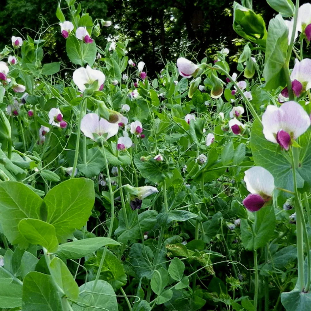 Winter Field Peas Certified Organic Seeds | West Coast Seeds