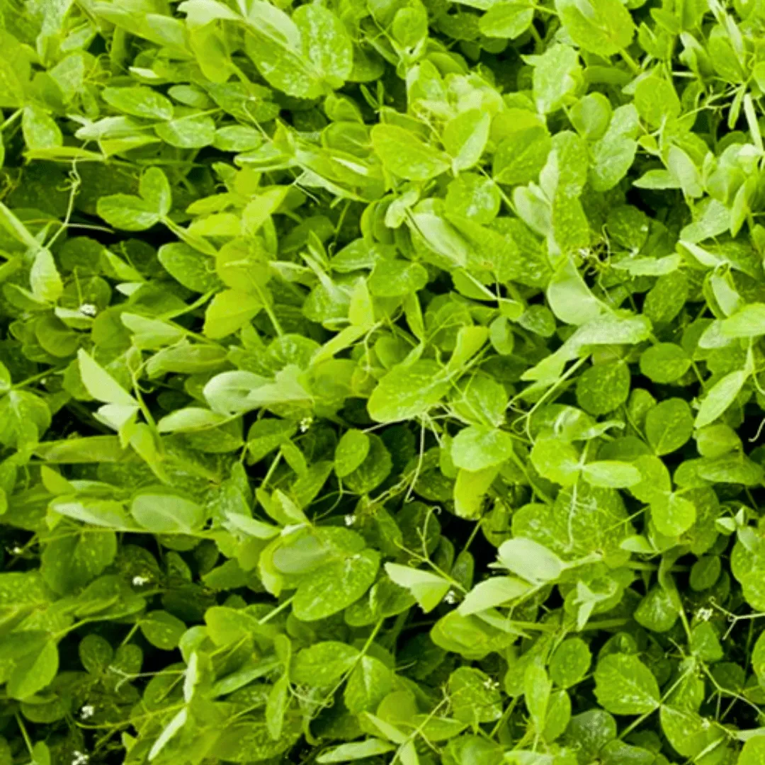 Winter Field Peas Cover Crops | West Coast Seeds